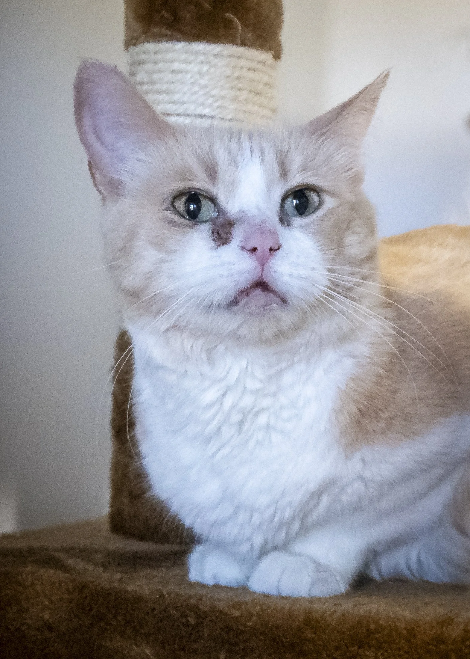 MISS MAPLE