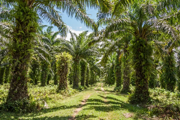 palm-tree.jpeg