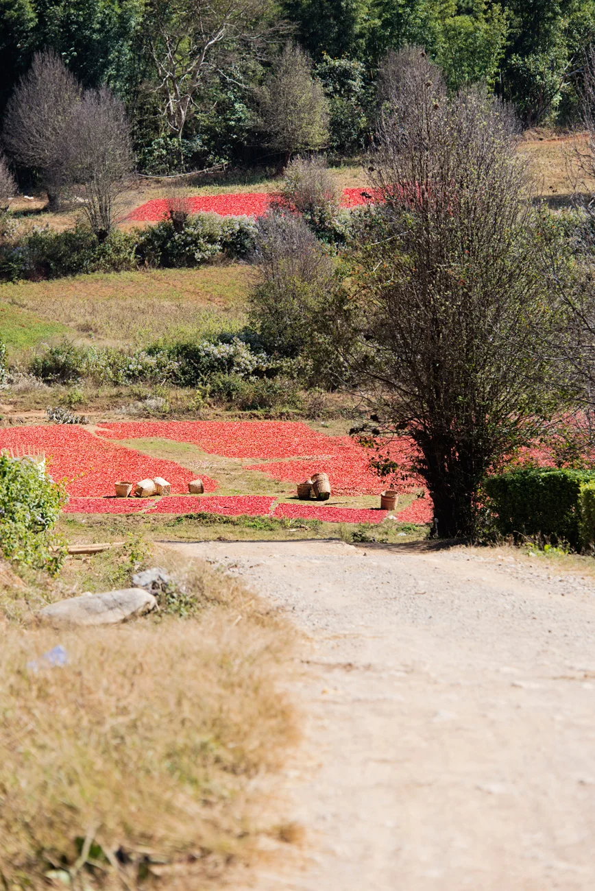 chilies_drying_myanmar_web.jpg