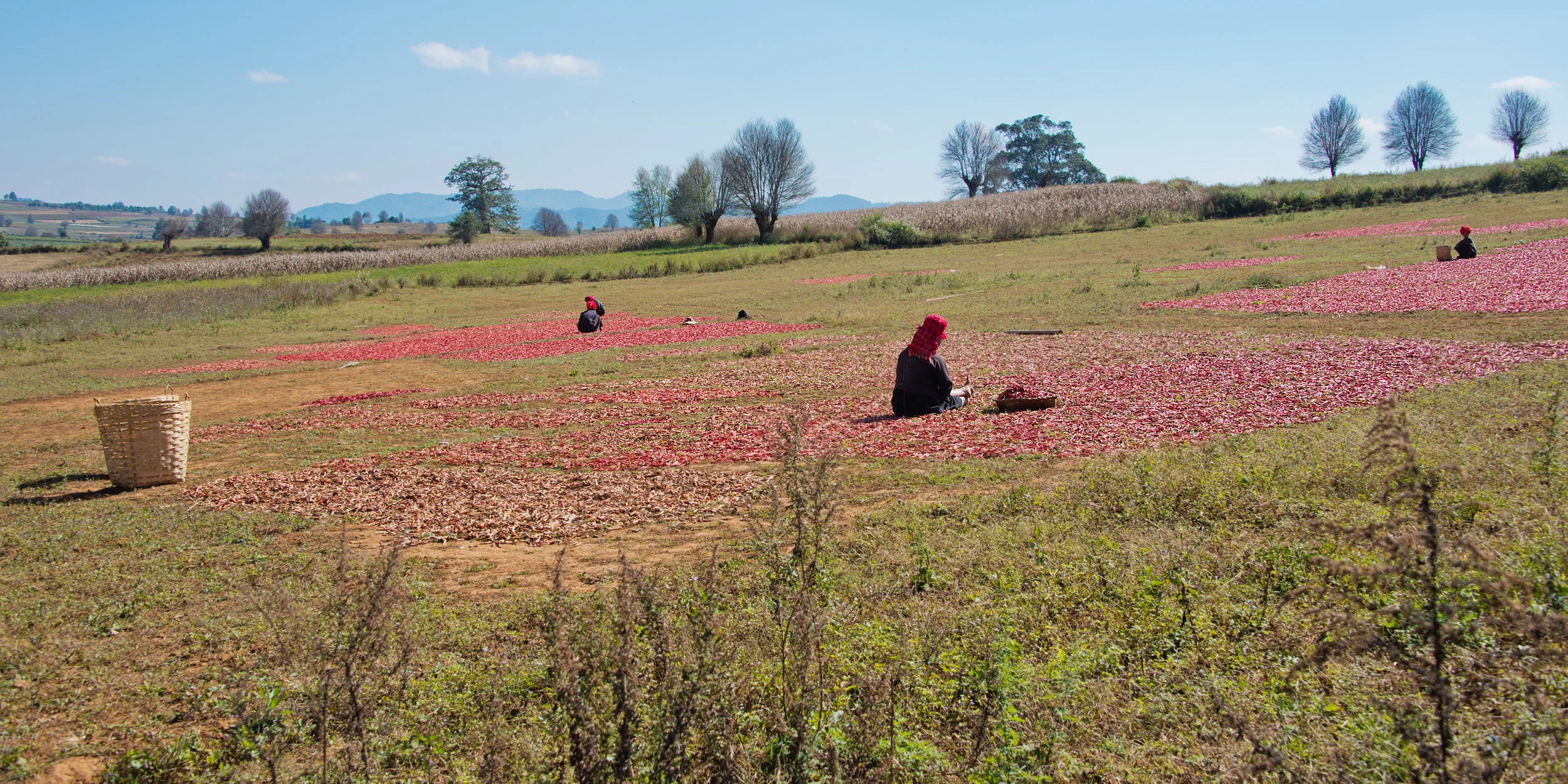 burmese_women_harvest_web.jpg