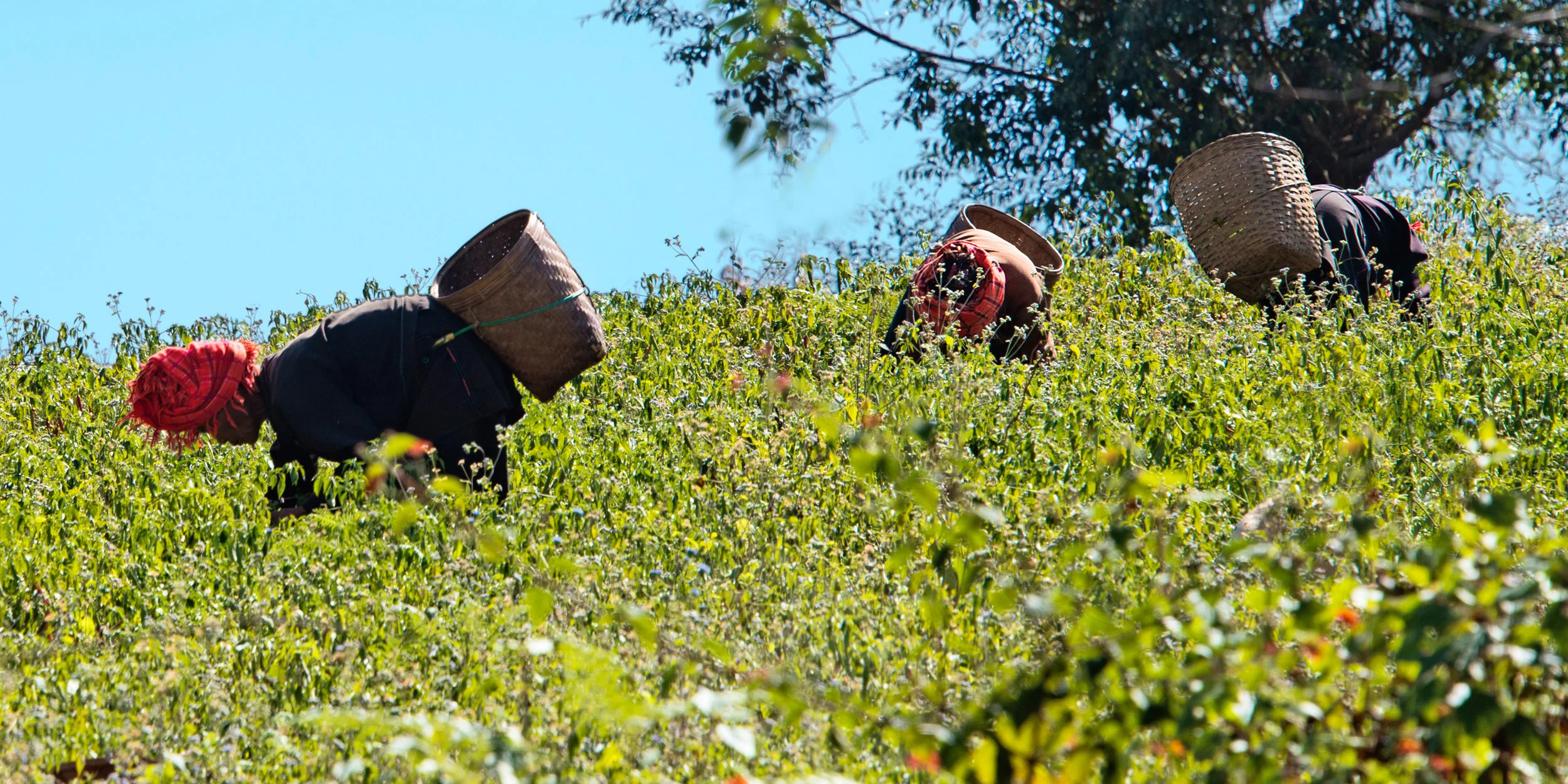 the_harvest_myanmar_web.jpg