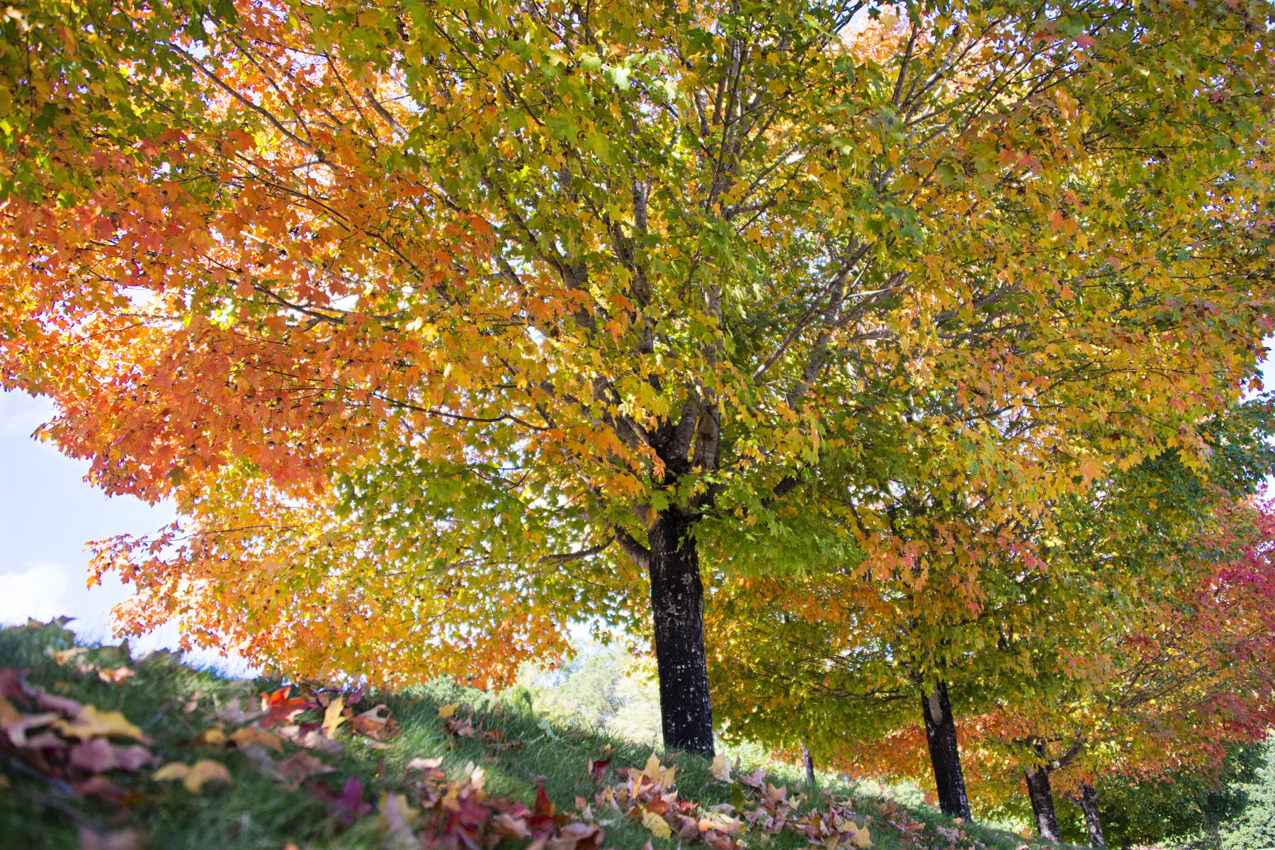 Colorful Fall Tree Foliage