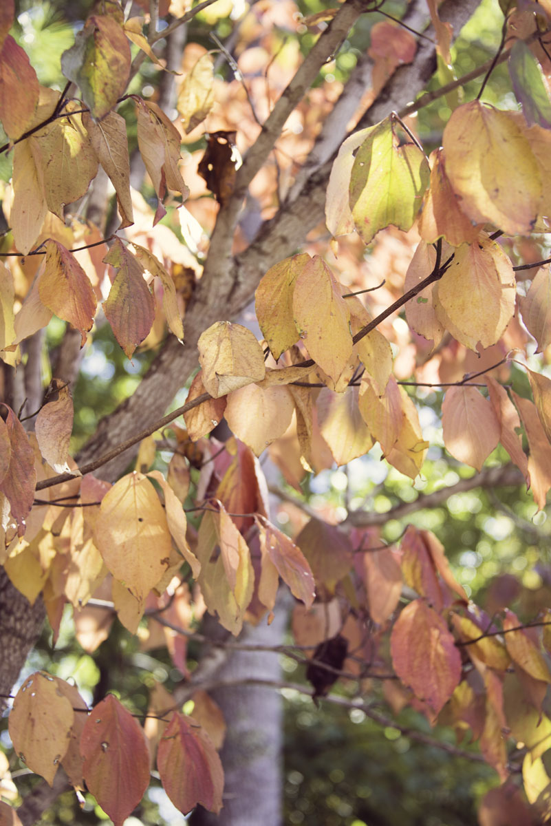 Fall Orange and Pink Leaves at the North Carolina Arboretum