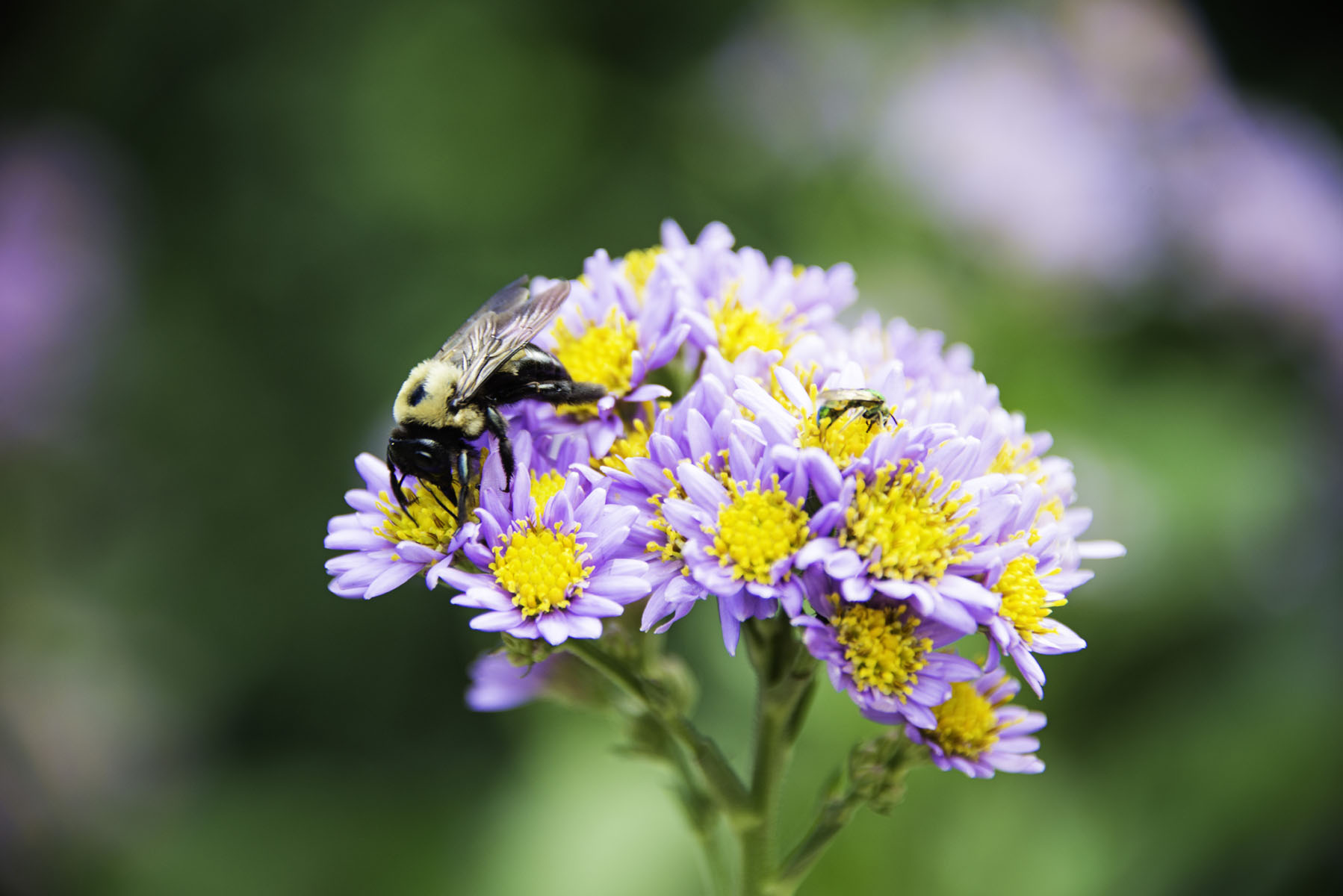 Bee on Purple and Yellow Flowers