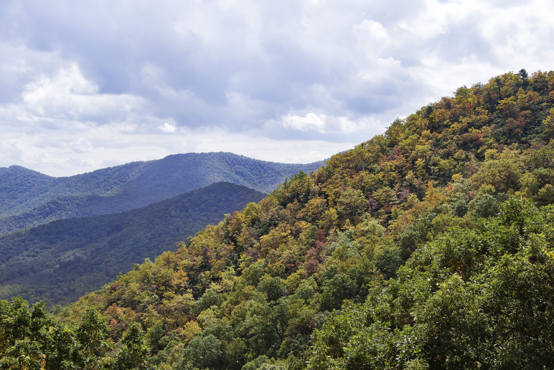 Close Up of Fall Foliage in Smoky Mountains on Blue Ridge Parkway