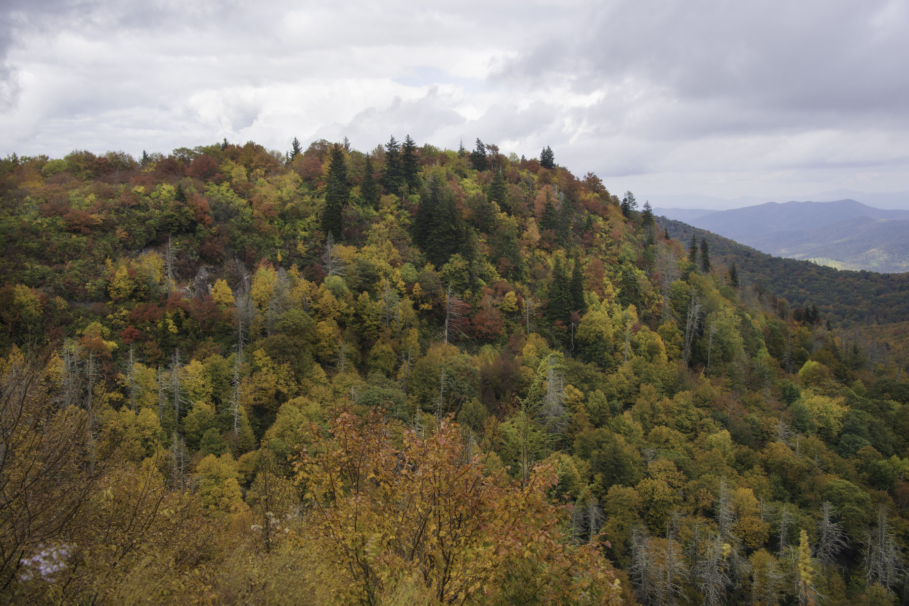 Colorful Fall Foliage in Smoky Mountains on Blue Ridge Parkway