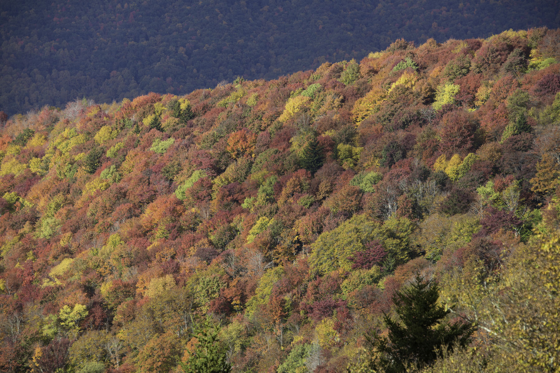 Close Up of Fall Foliage on Blue Ridge Parkway Near Asheville