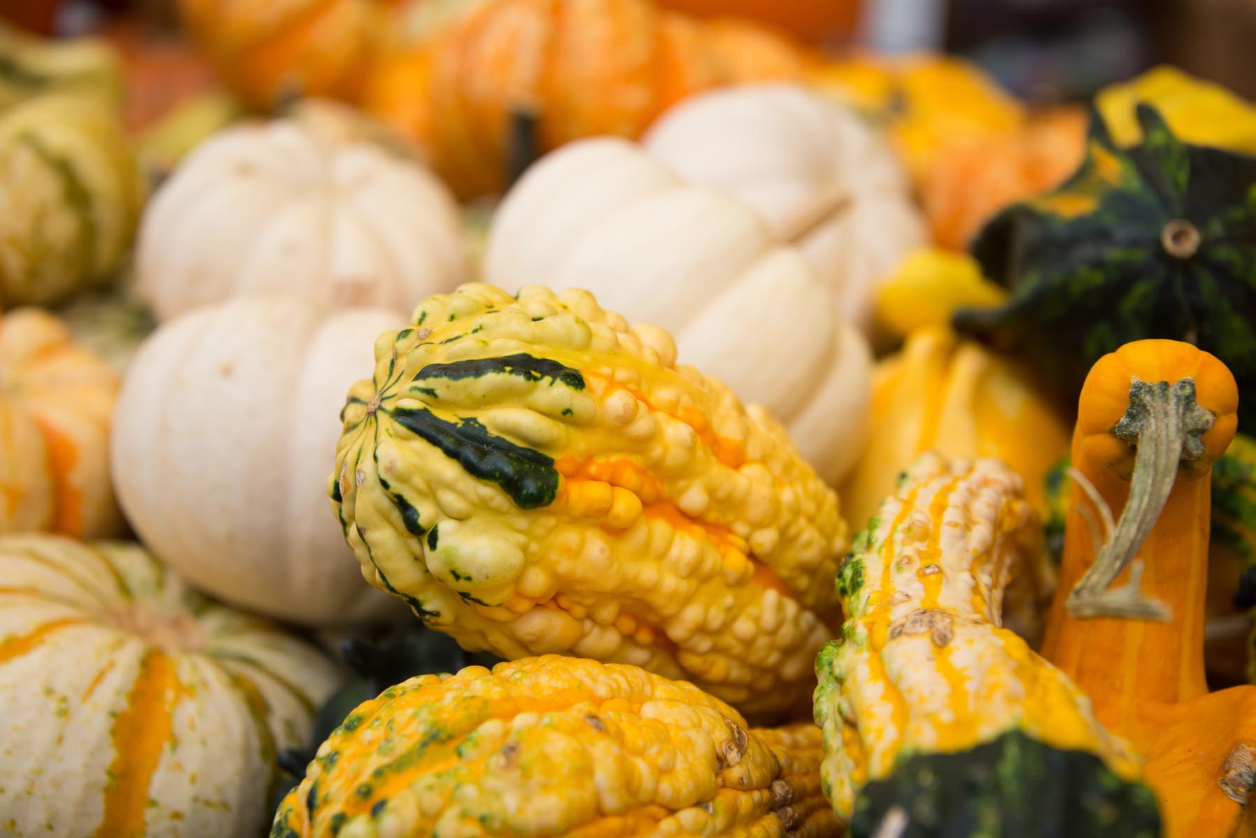 Gourds at The Western North Carolina Farmers Market