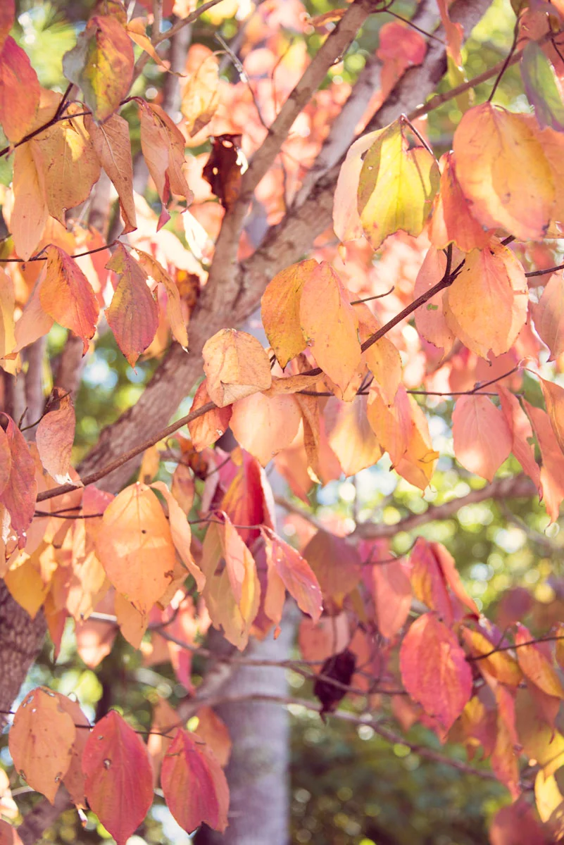 Warm Hued Leaf Print