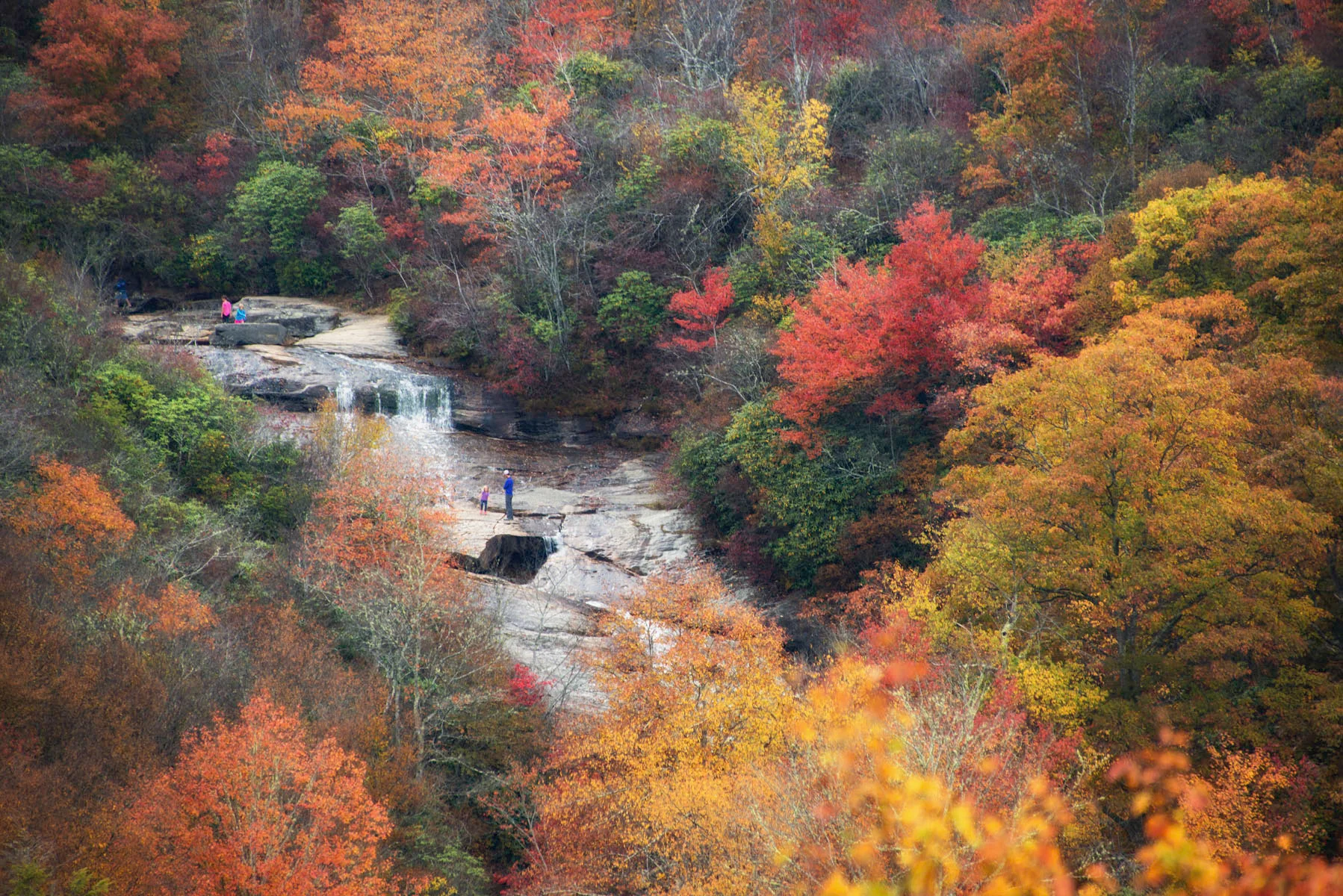 WaterFall Foliage Print