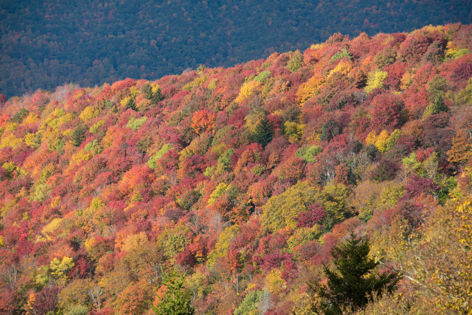 Fall Foliage Carpet