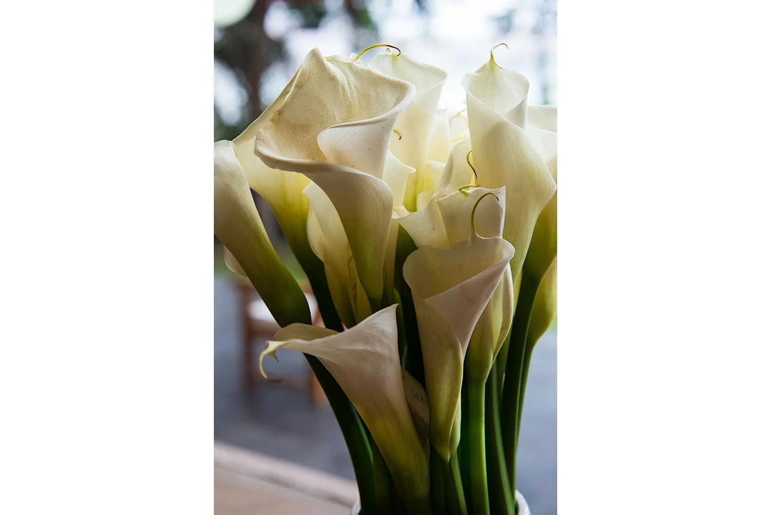 Cala Lily Curves