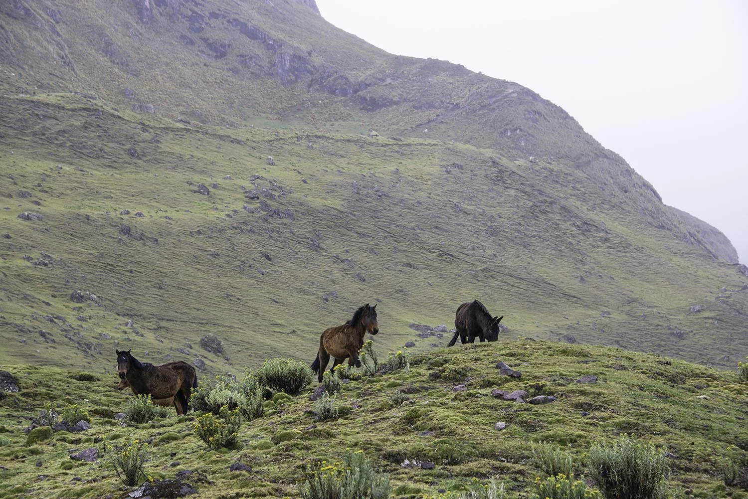 Wild Horses in the Green Mountains