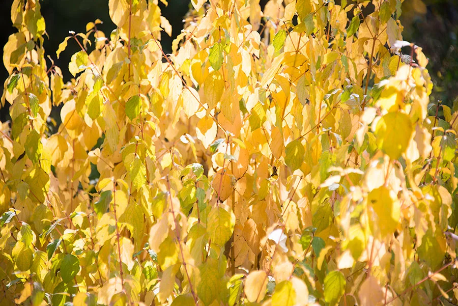 Sunlight on Yellow Leaves
