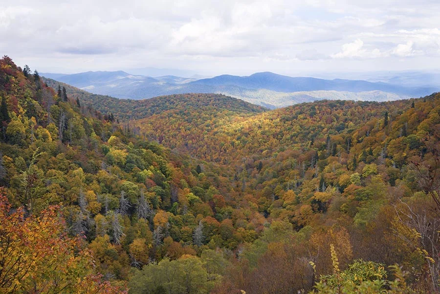 Fall Foliage Mountain Landscape