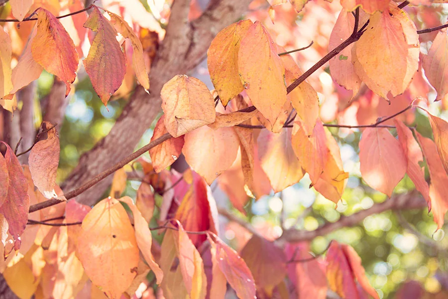 Warm Colored Fall Leaves
