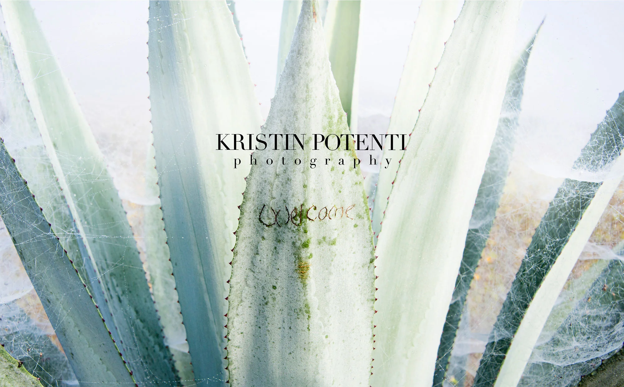 kristin_potenti_photography_only_home_feat_2000.jpg