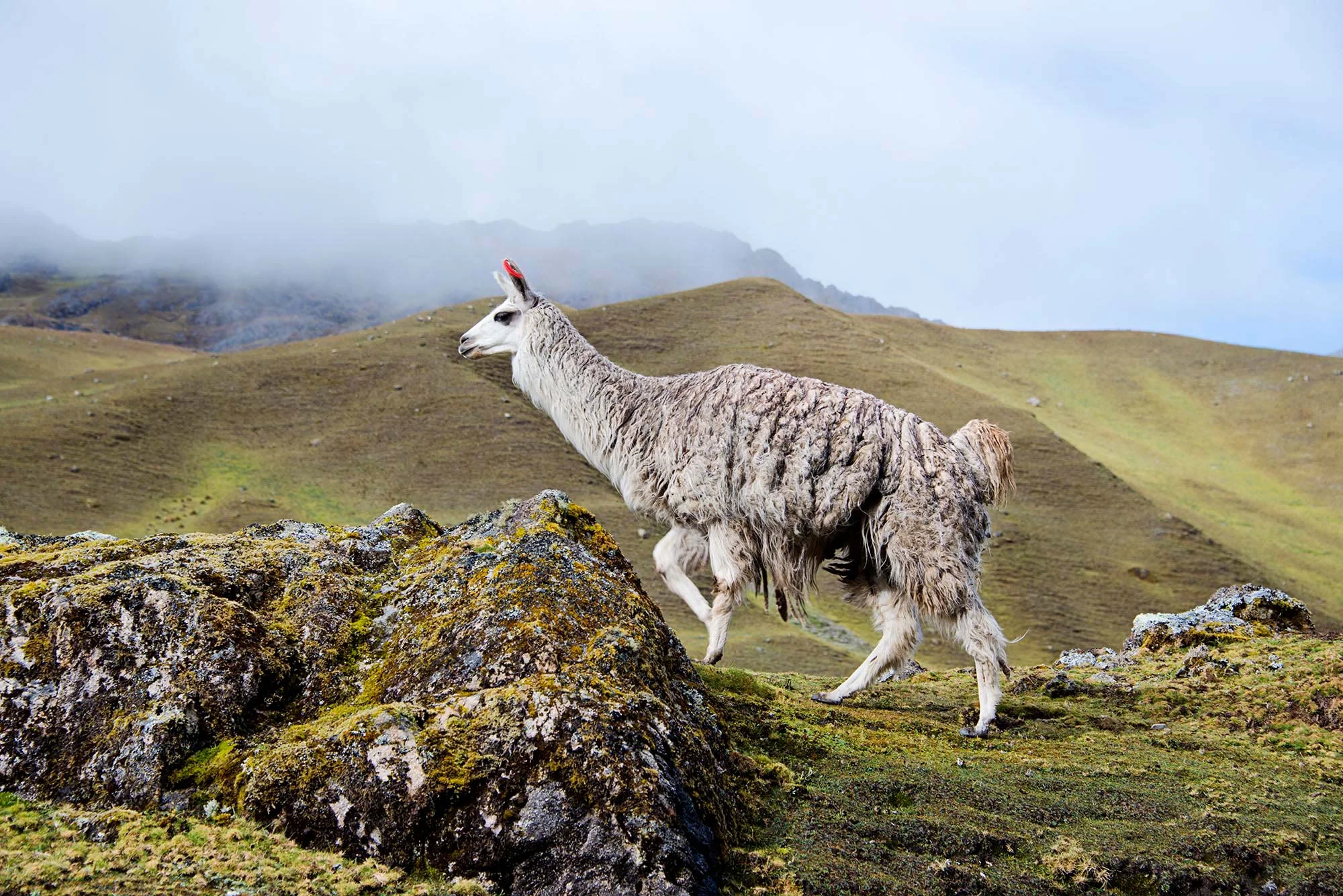 llama_jumping_in_green_mountains_peru.jpg