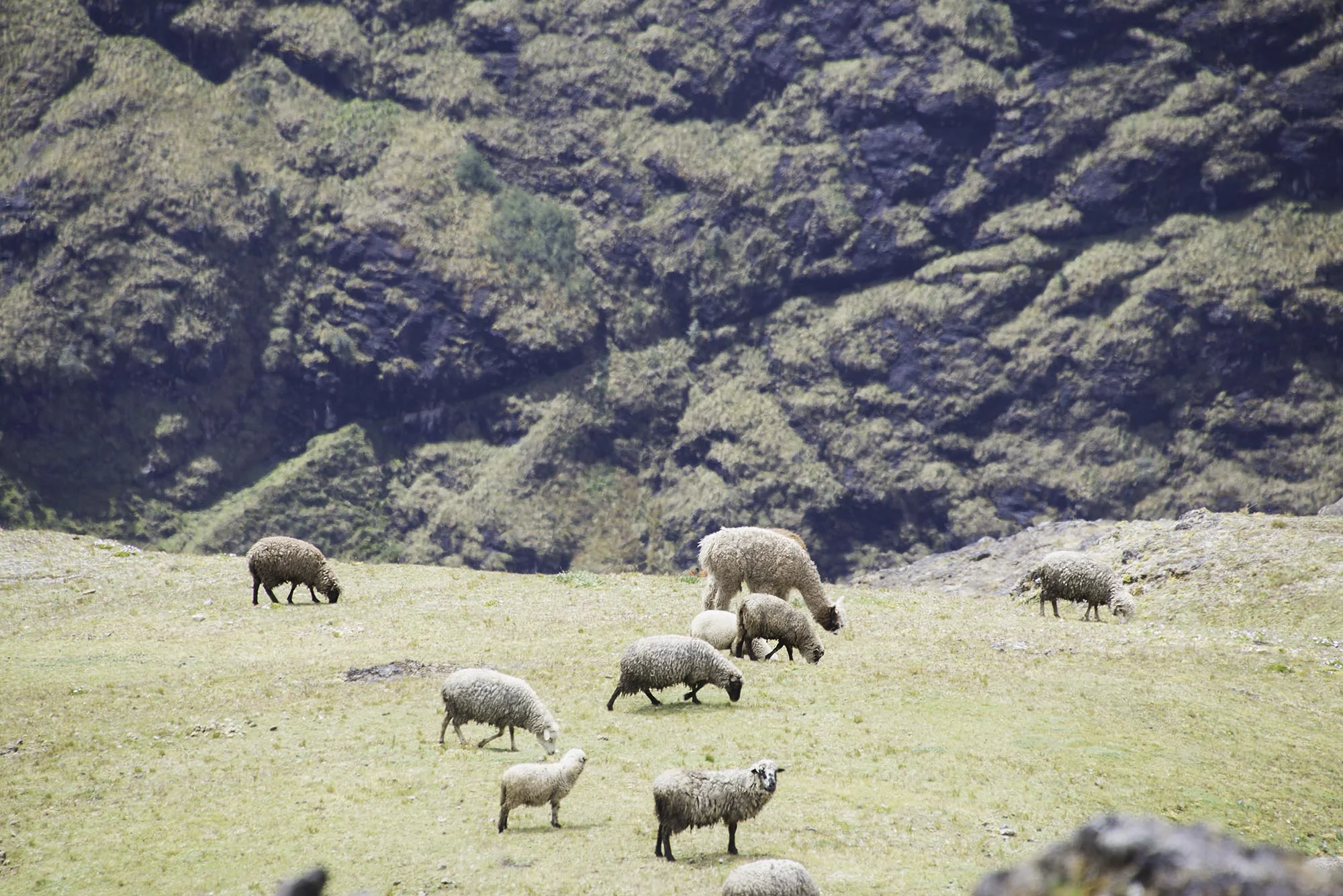 sheep_in_field_peru.jpg