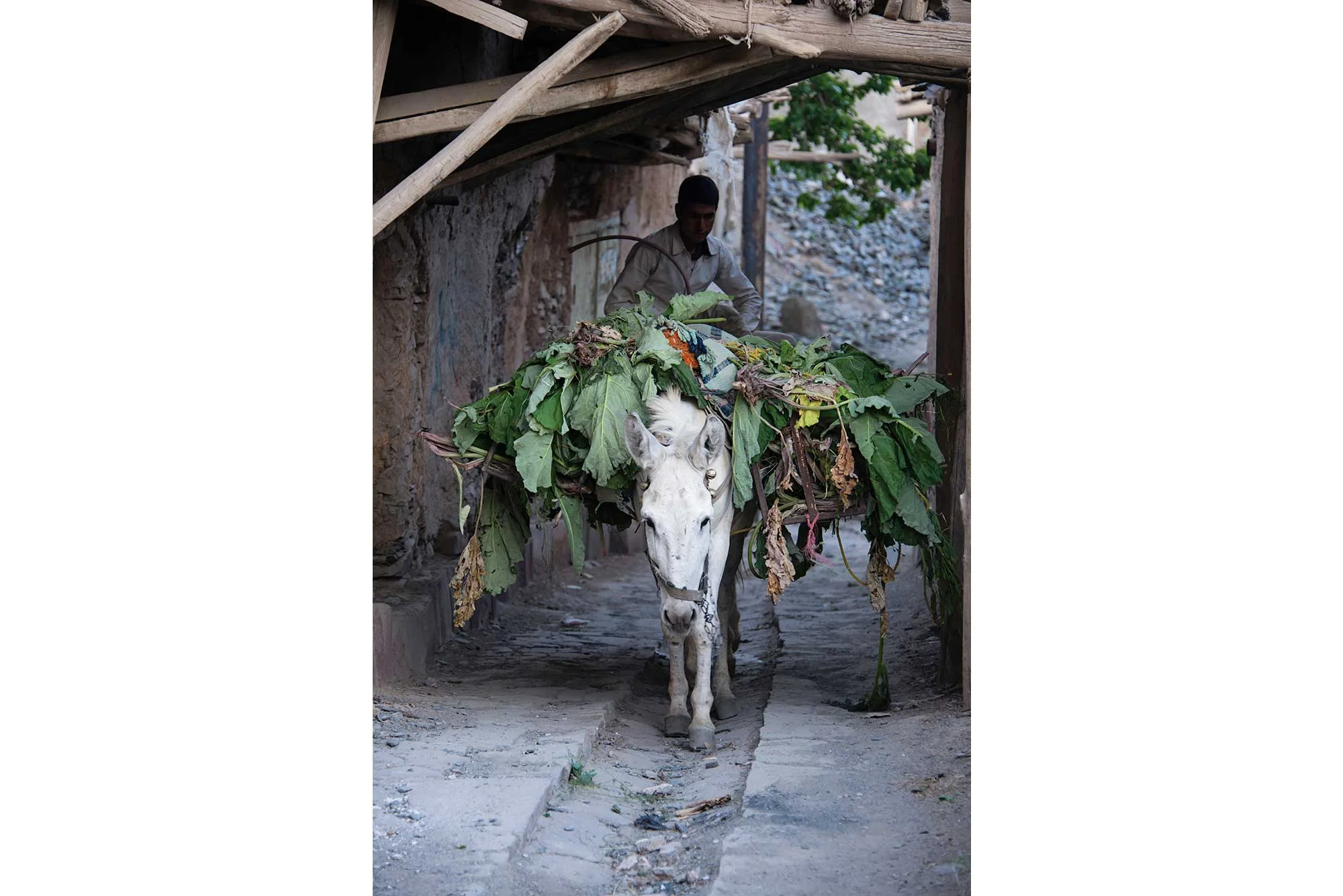 Iranian Man Riding Mule With Produce