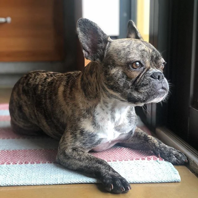 @thisisfrenchieyoda on lizard 🦎 and iguana watch. DO NOT DISTRACT 🤣🤣