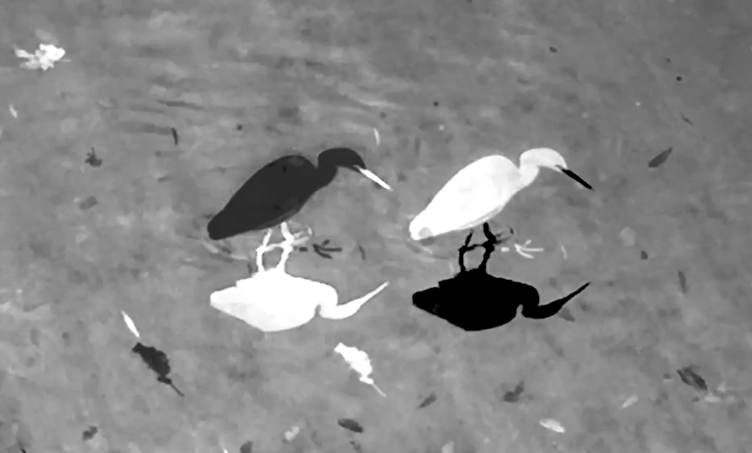 Egret frolm Animal Studies.jpg