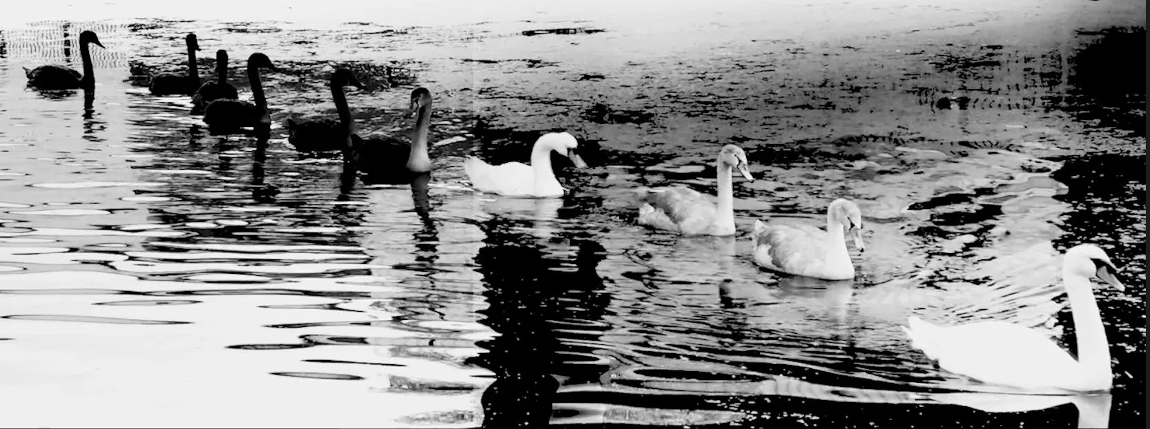 Swans in Line from Animal Studies.jpg
