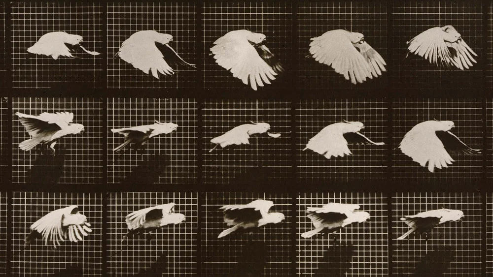 에드워드 머이브리지, 주프락소그라퍼 Eadweard Muybridge, Zoopraxographer_톰 앤더슨Thom Andersen