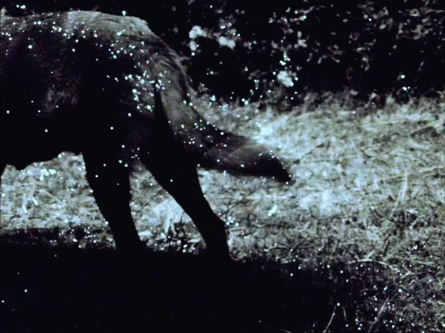 4608_Horses in the year of the dog_2col.jpg
