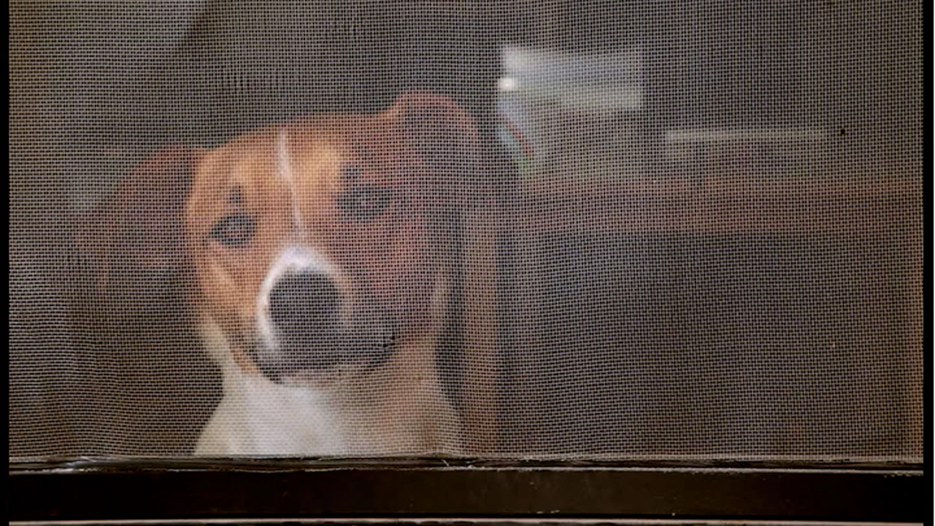 개를 보라, 개를 들어라 See a Dog, Hear a Dog_제시 맥린 Jesse McLean