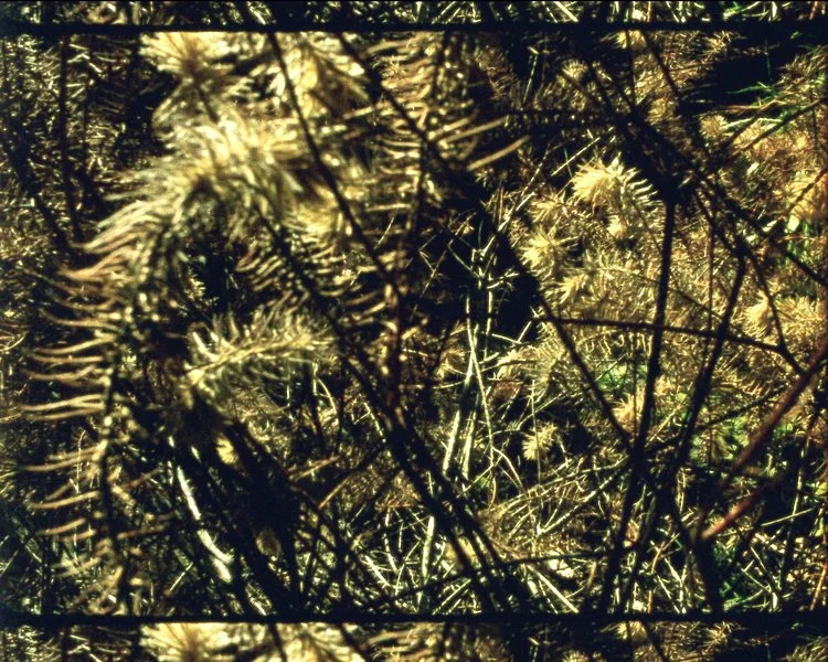 콜로폰(아버리텀 연작을 위하여) Colophon (for the Arboretum Cycle)_너새니얼 도스키 Nathaniel Dorsky