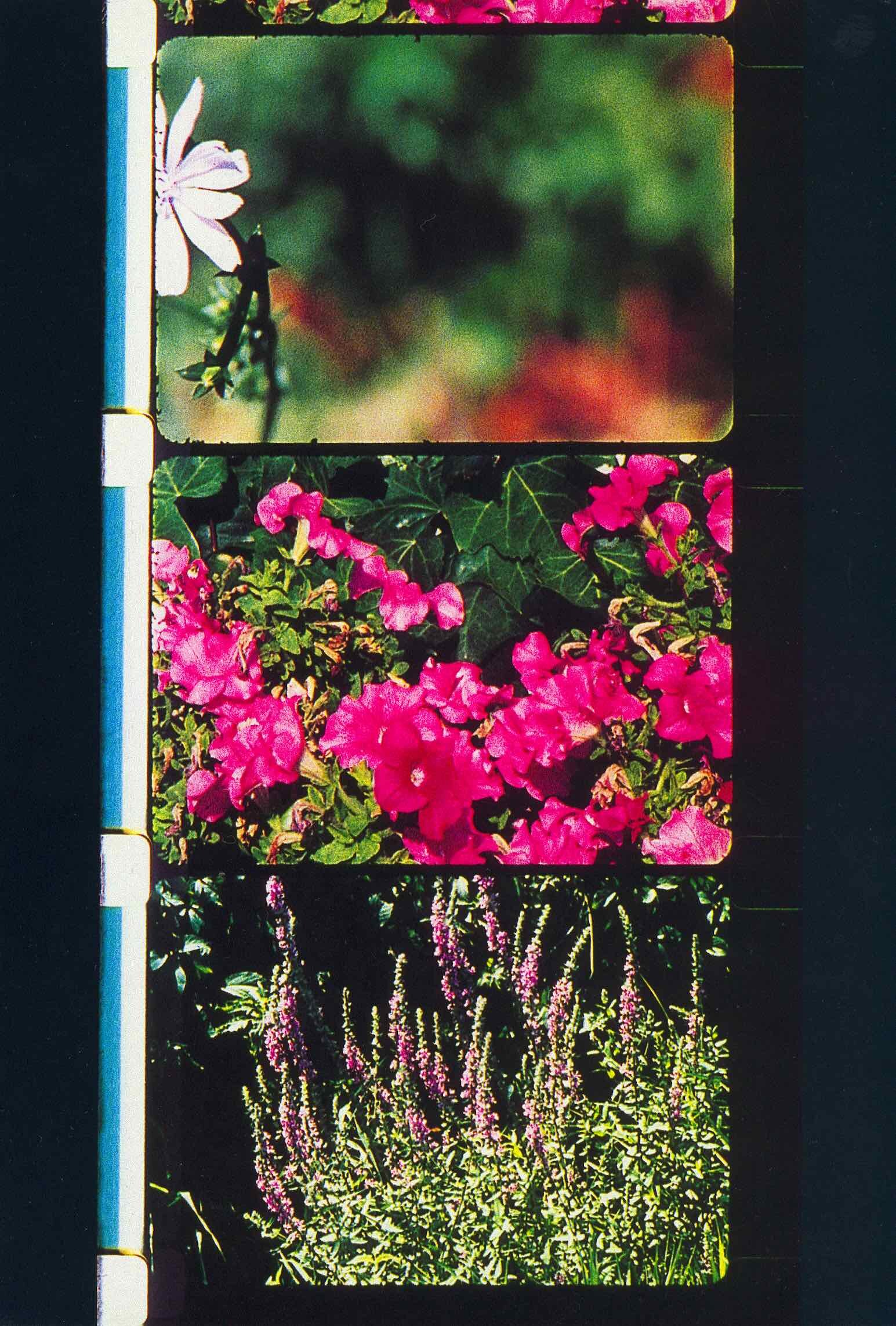 부케 1-10 Bouquets 1-10_로즈 라우더 Rose Lowder