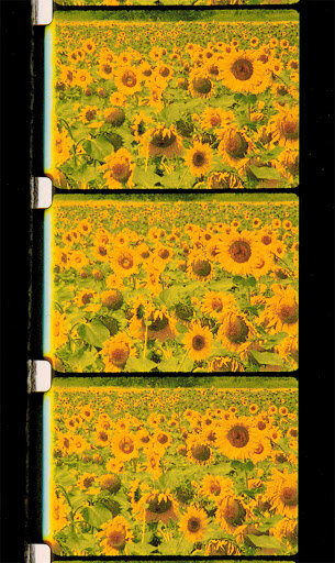 해바라기 Les Tournesols_로즈 라우더 Rose Lowder