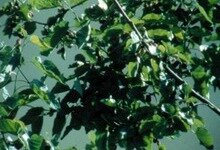 태양 아래 Under the Sun (Sous Le Soleil)_로즈 라우더 Rose Lowder