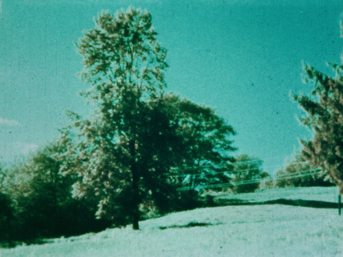 37/78 트리 어게인 Tree again_쿠르트 크렌 Kurt Kren