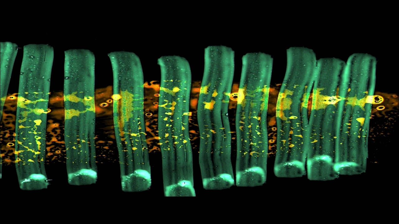 플레이타임 Playtime_스티븐 올로센 Steven Woloshen