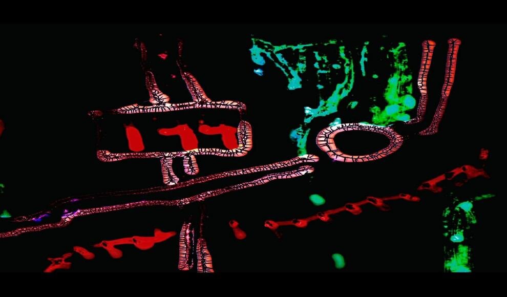 피에스타 브라바 Fiesta Brava_스티븐 올로센 Steven Woloshen