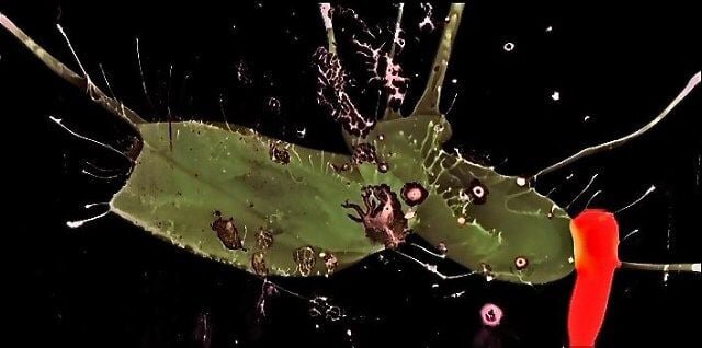 미뉴엣 Minuet_스티븐 올로센 Steven Woloshen