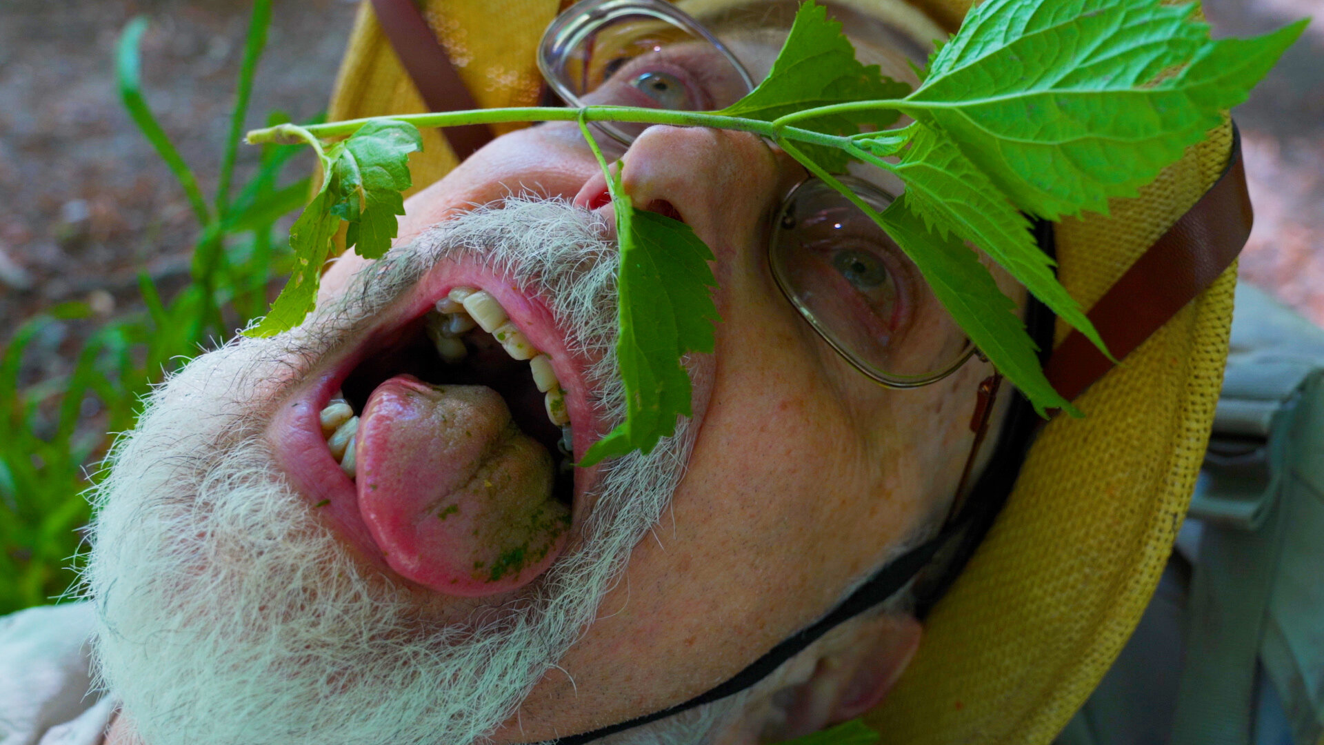 플란테리언즈 Plantarians