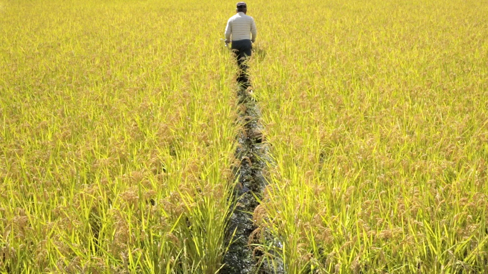 밥 먹었어요? Did you eat rice?