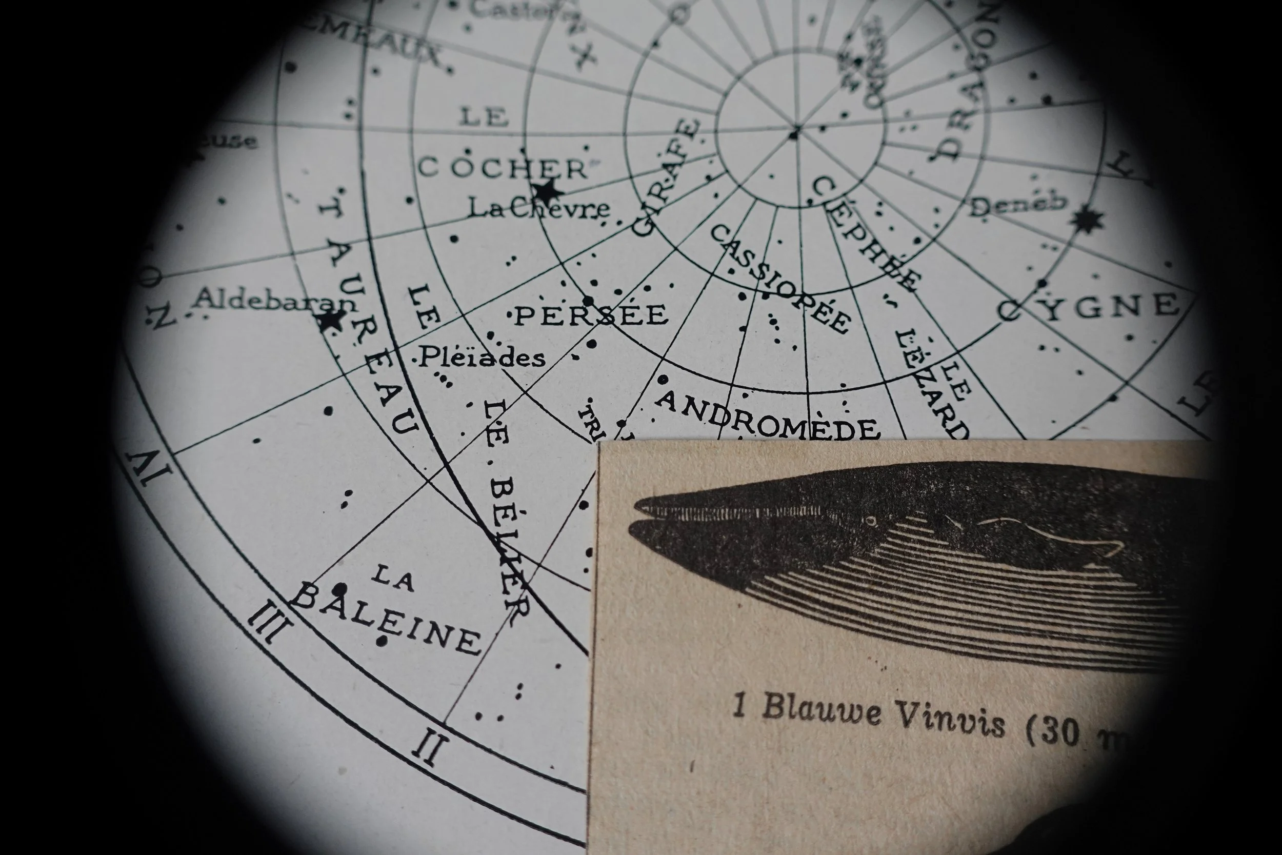 세 개의 고래-인간 동그라미 Three Circles with(in) the Whale _임고은 Go-Eun Im