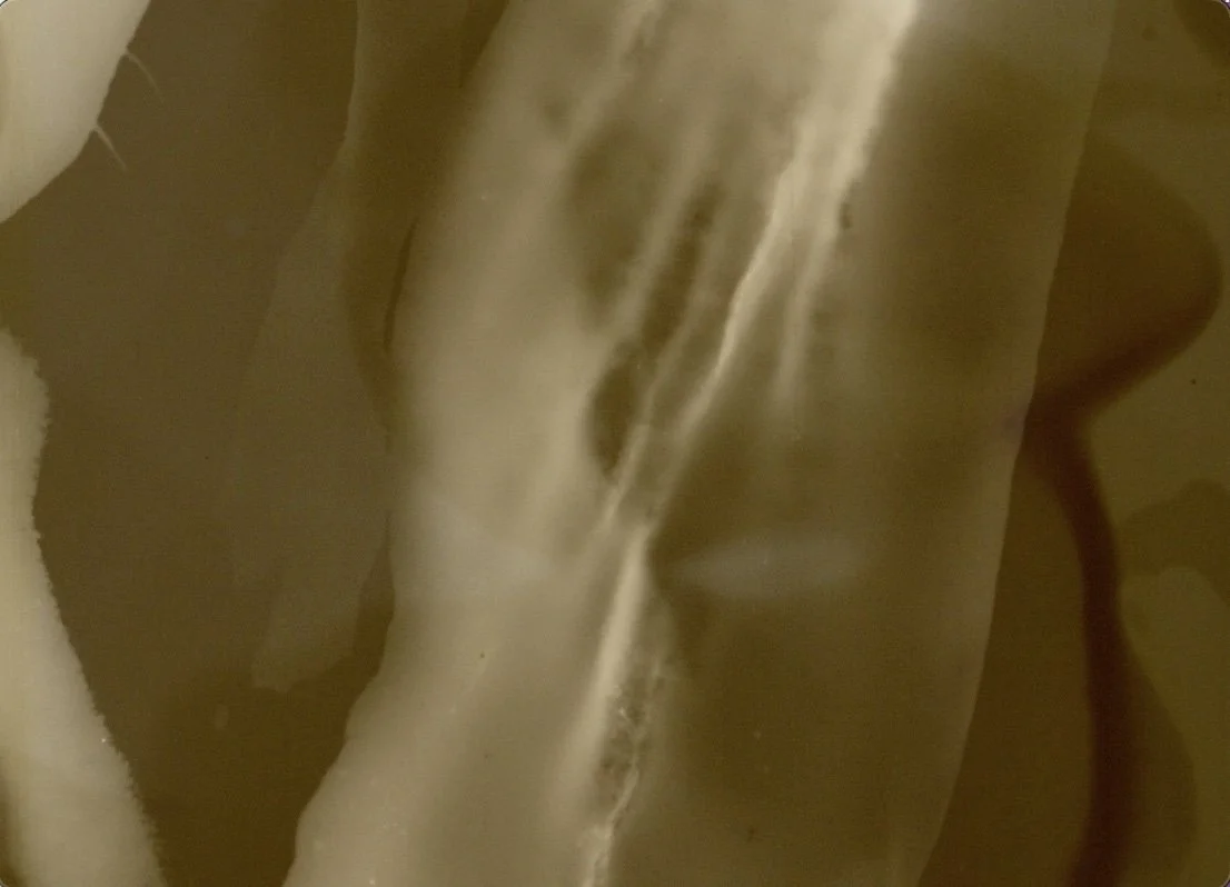 Plantrait (2023)_김은정 Eunjung Kim