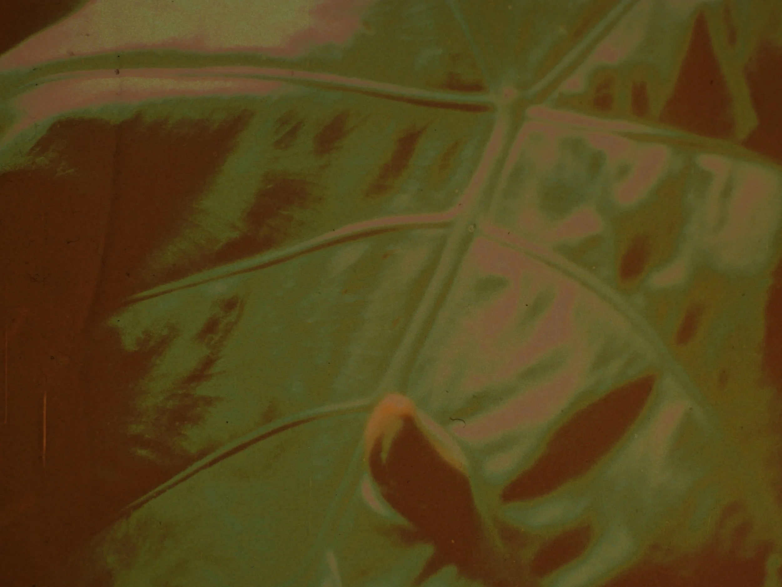 Born of the Yam 2.jpg