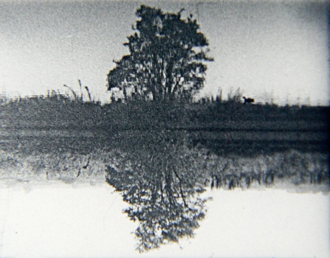 TREE REFLECTION.jpg