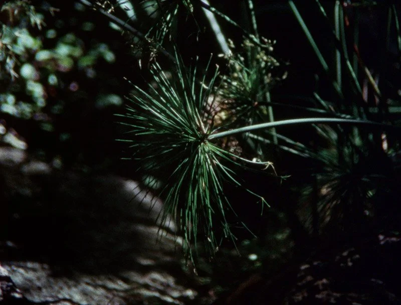 느린 불꽃놀이_Slow Fireworks_에이미 할펀_Amy Halpern