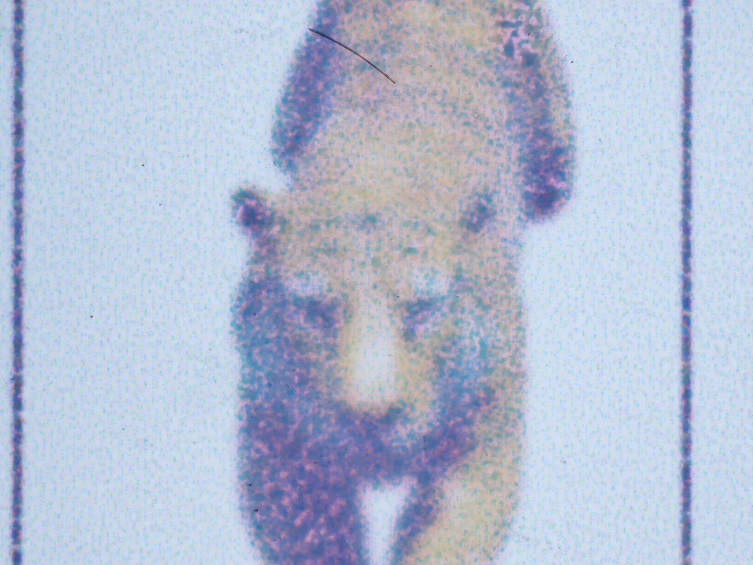 Camphor Tiger Chase 2.jpg