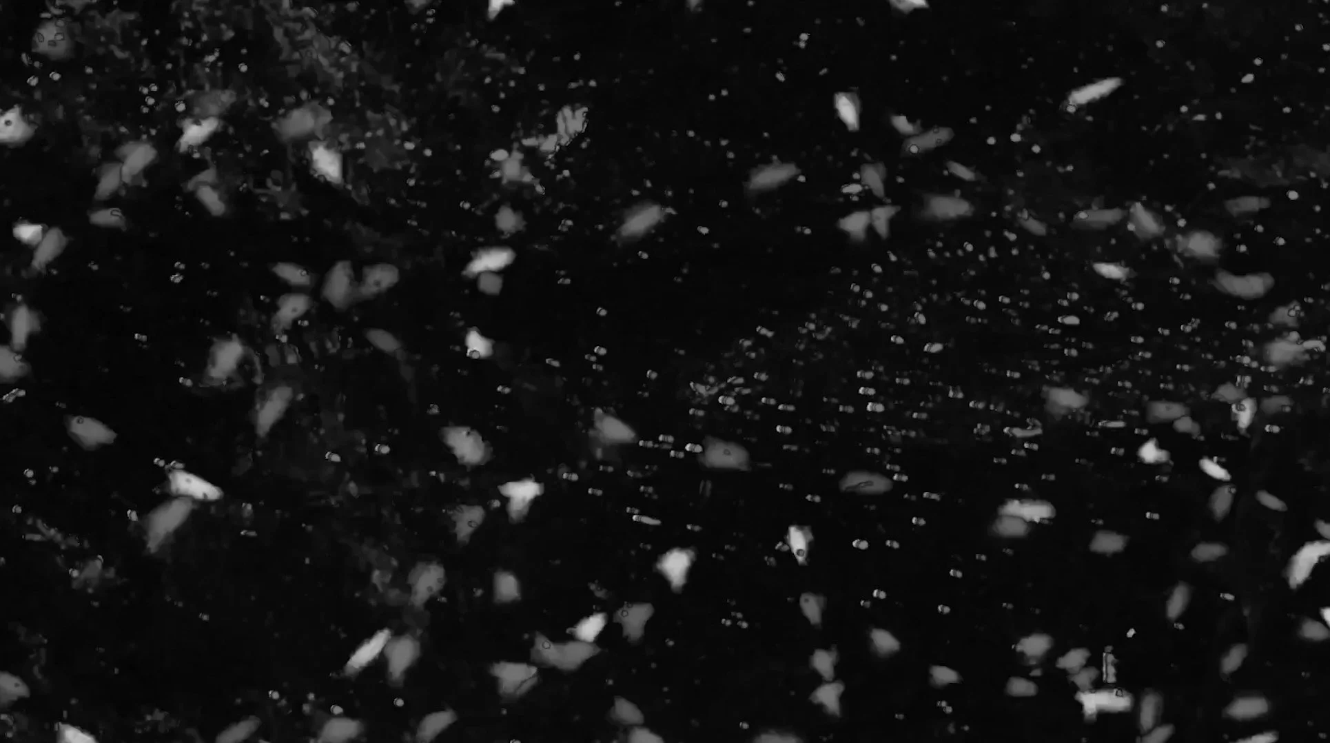 Midges from Animal Studies.jpg