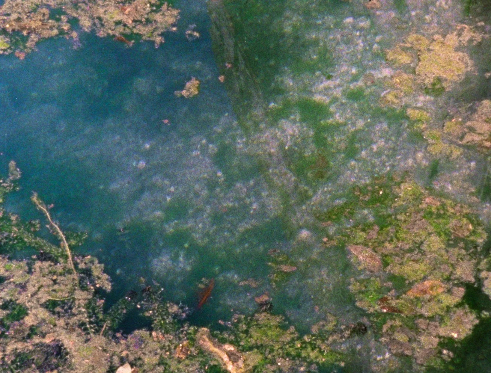 MICROCOSMIC_ORBIT_2.jpg