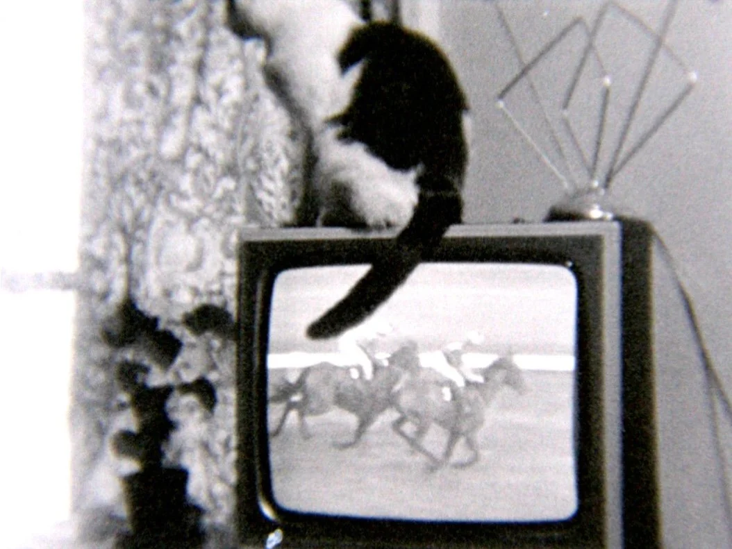 CAT ON TV.jpg