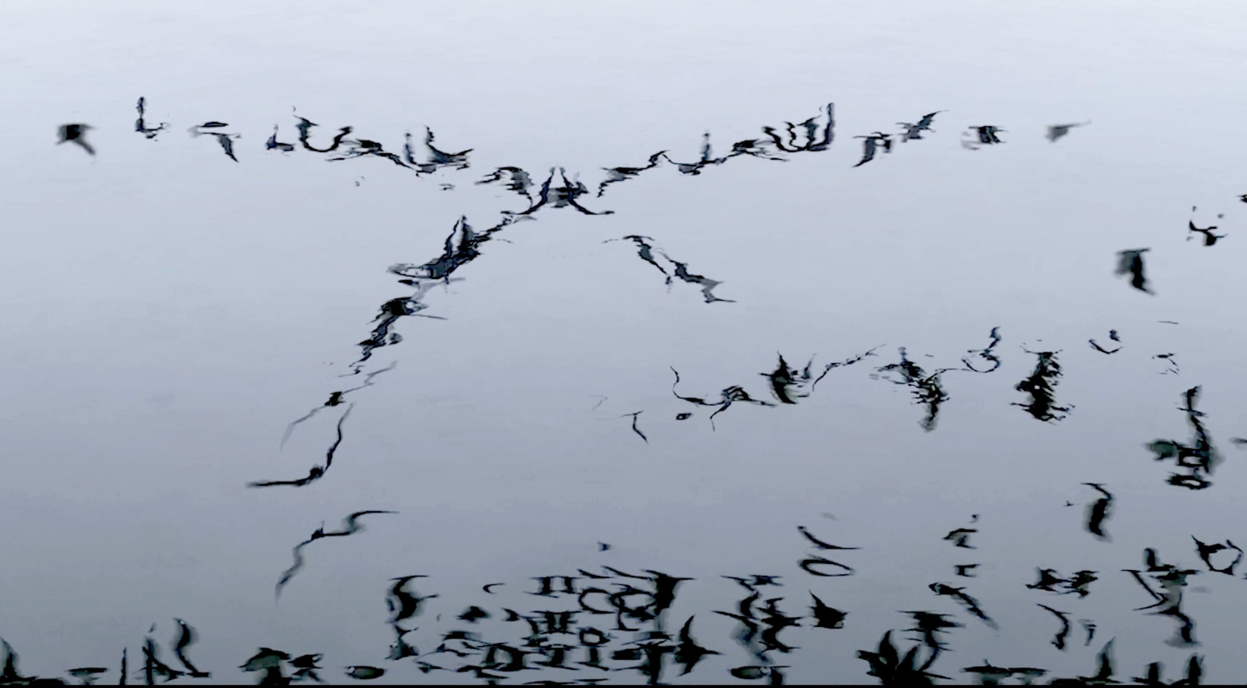 Seagull Reflection from Animal Studies.jpg